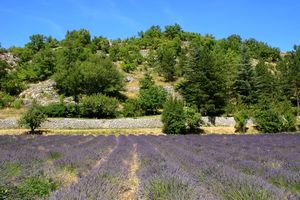 Un champ de lavande