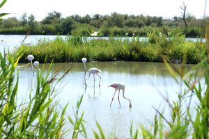 Zoom sur des flamants roses