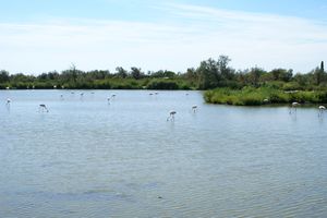 Au coeur du parc ornithologique
