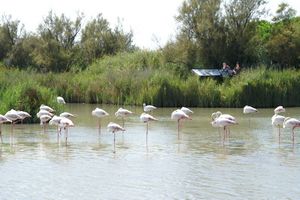 Flamants roses