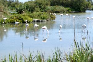 Flamants roses