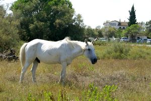 Un cheval de Camargue