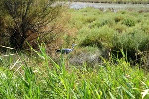 Aperçu d'un autre oiseau