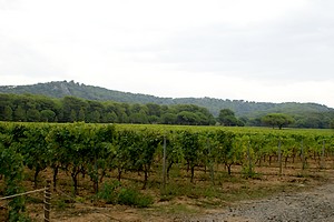 Champ de vignes derrière le village