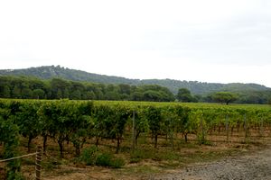 Champ de vignes derrière le village