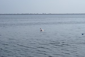 Un flamant rose