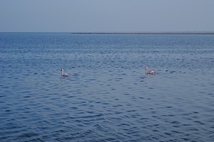 Flamants Roses