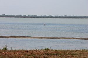 Aperçu d'un flamant rose au coeur de l'étang des Launes