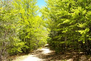 Traversée d'un sentier verdoyant