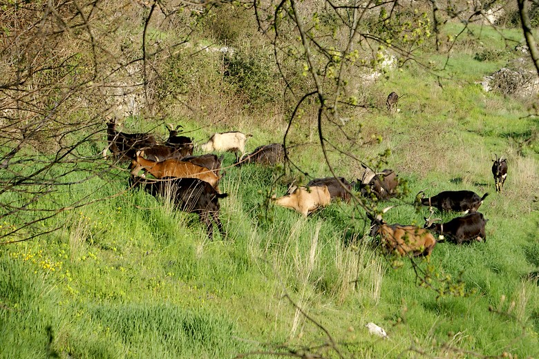 Sivergues (Vaucluse) - Troupeau de chèvres affamées