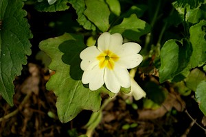 Une fleur au bord de la rivière