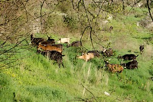 Troupeau de chèvres affamées