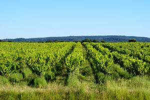Vignoble cotoyant le village
