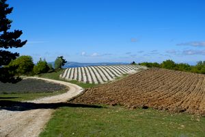 Champs de lavande