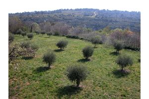 Champ d'oliviers derrière la cathédrale