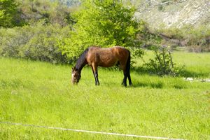 Un cheval à proximité du lavoir